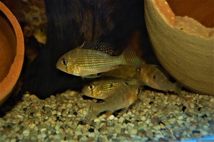 Геофагус альтифронс