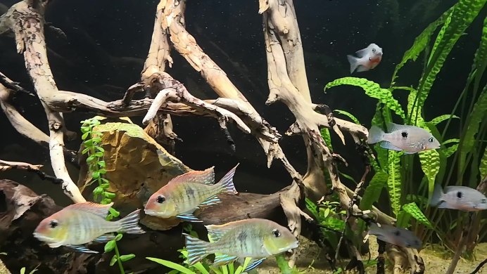 Геофагус Вайнмиллера содержание