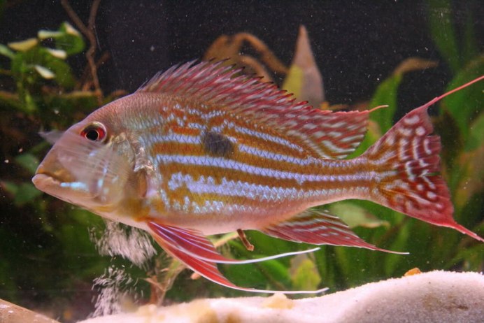 Геофагусы бразильский