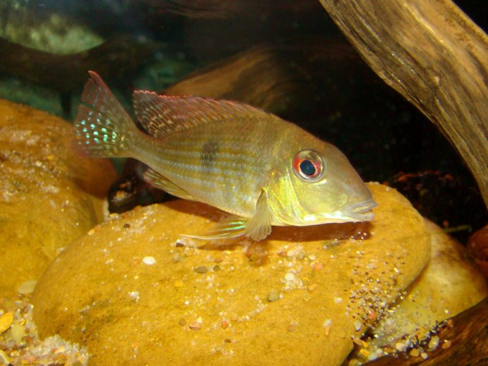 Геофагус таениопариус