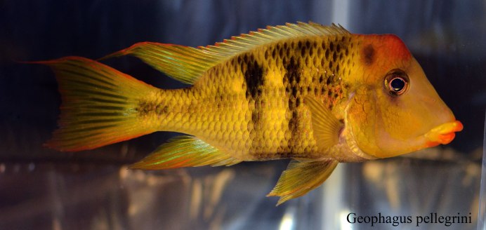 Геофагус Вайнмиллера