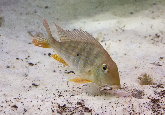Gymnogeophagus terrapurpura