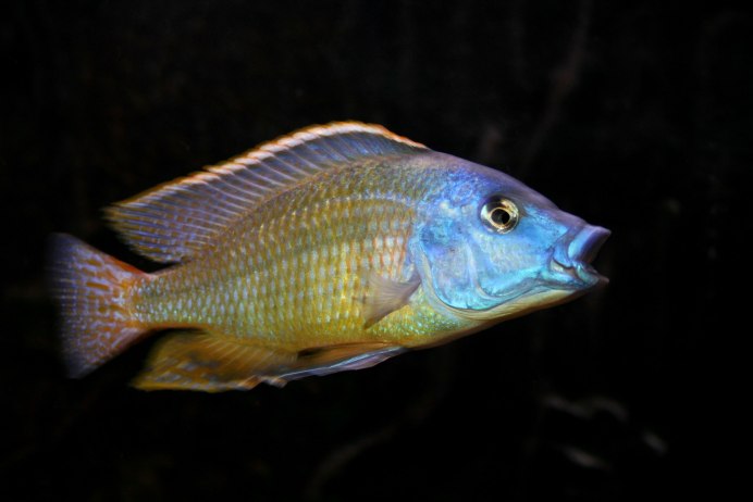 Geophagus Brasiliensis