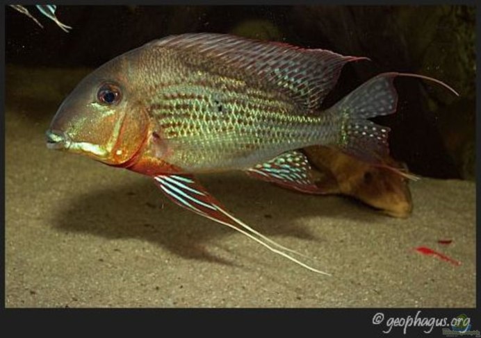 Геофагус юрупари перламутровый