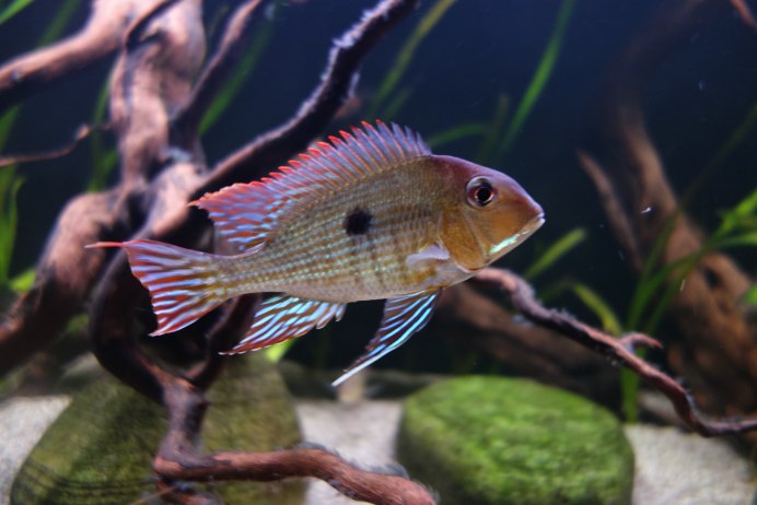 Мальки геофагус