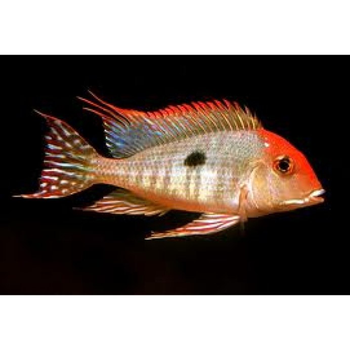 Geophagus Brasiliensis