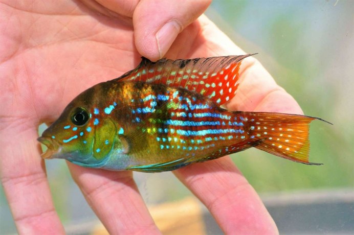 Биотодома Ваврини