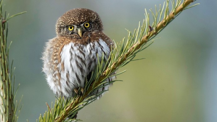 Сыч-Эльф (Micrathene whitneyi
