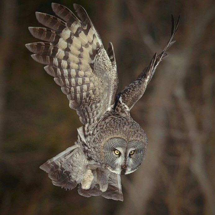 Glaucidium peruanum