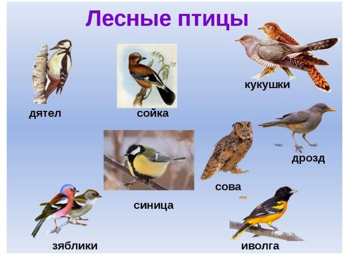 Название птиц