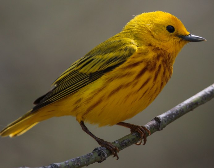 Птица Yellow Rumped Warbler