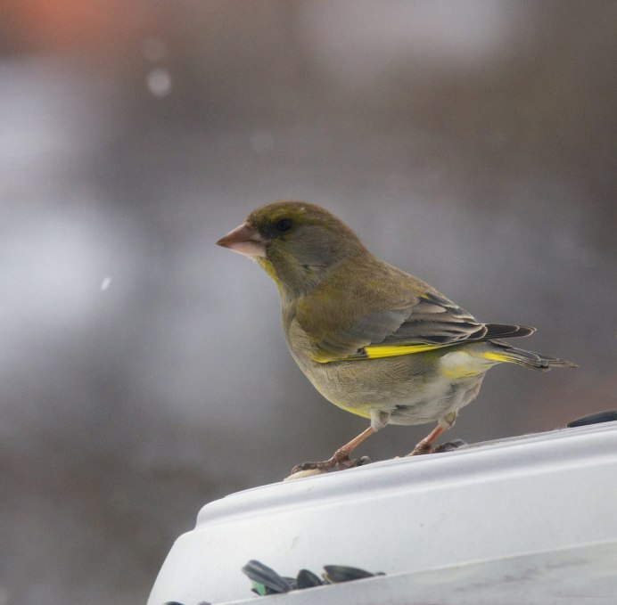 Зеленушка (Chloris Chloris)