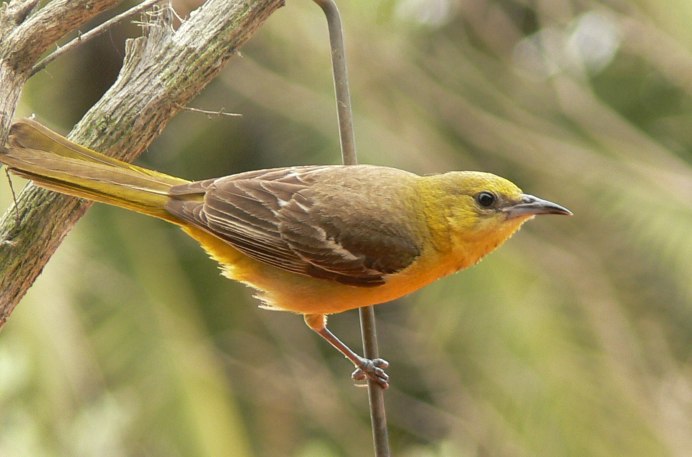 Yellow Warbler птица