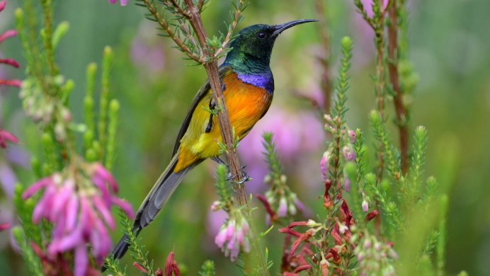 Птичка нектарница