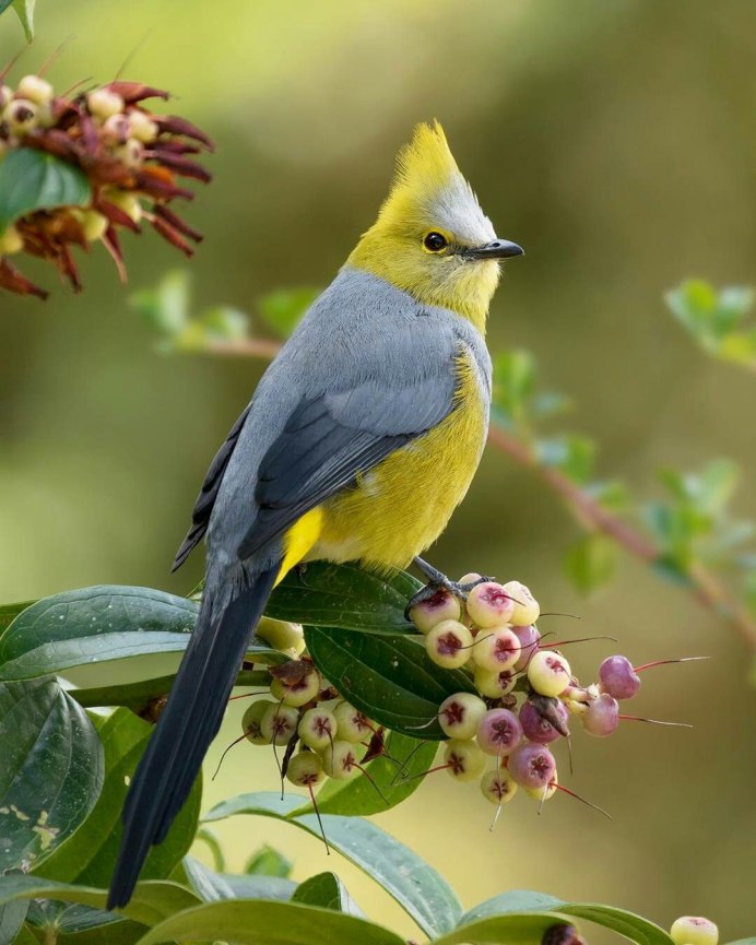 Яркие птички