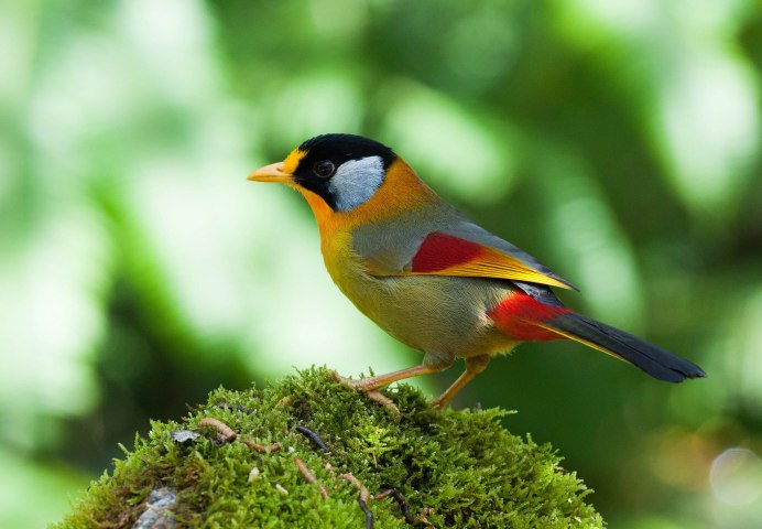 Птицы яркой окраски