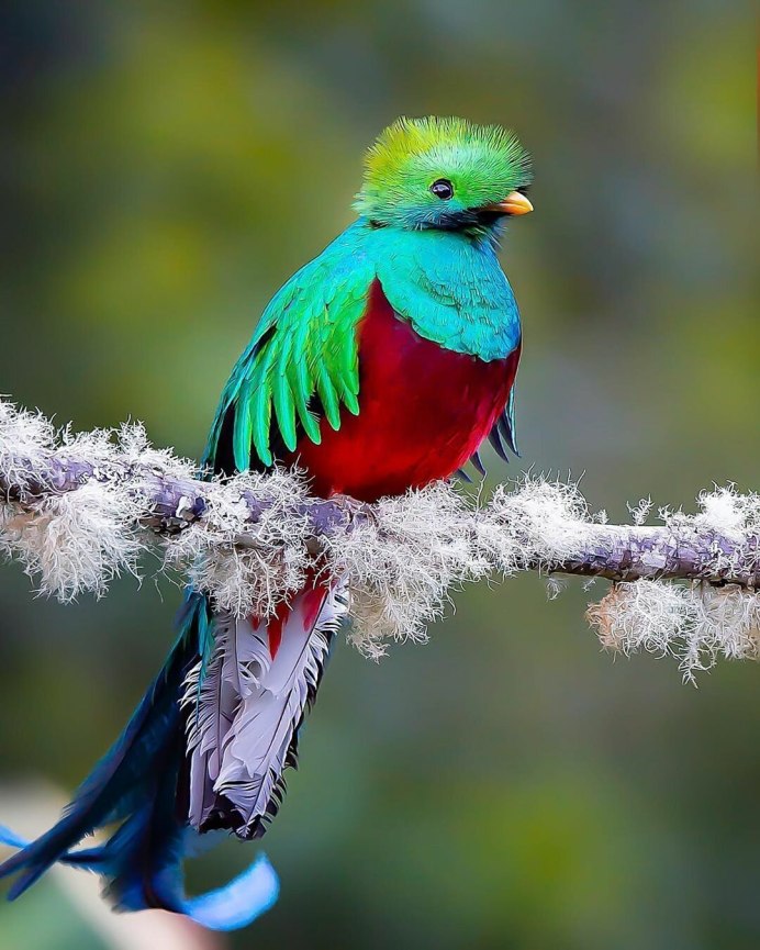 Птица Квезаль (кетцаль)