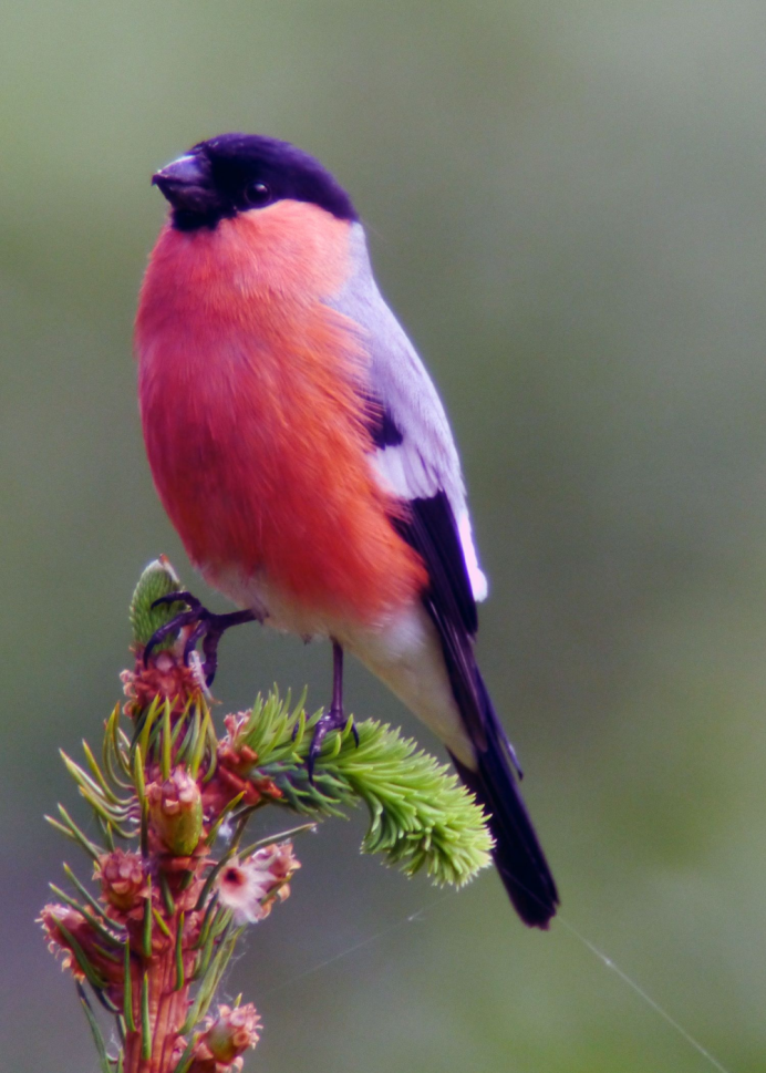 Желтоспинный Снегирь