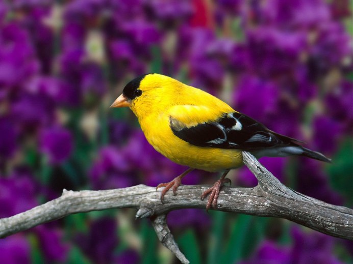 American Goldfinch птица