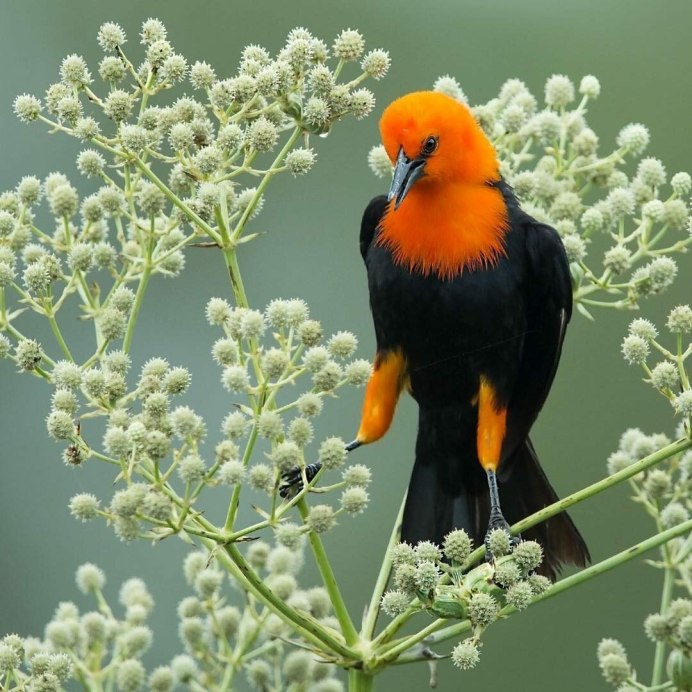 Красивые птицы головы птиц