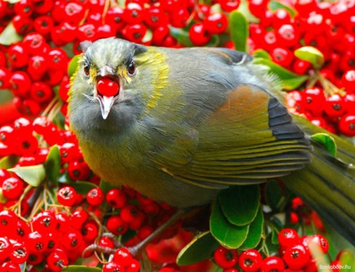 Красивые птицы