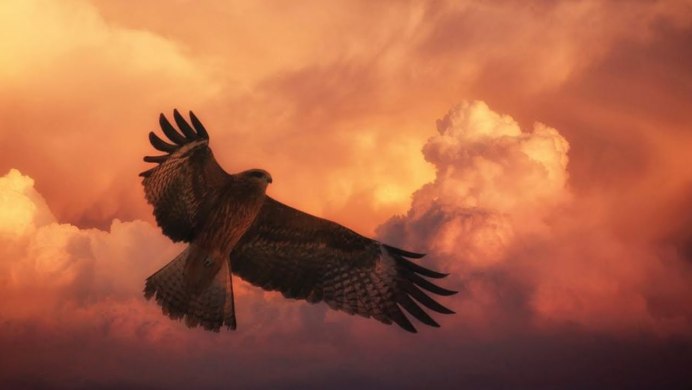Falcon vs Eagle