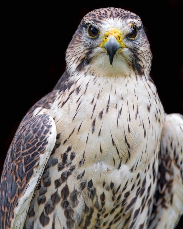 Falco mexicanus