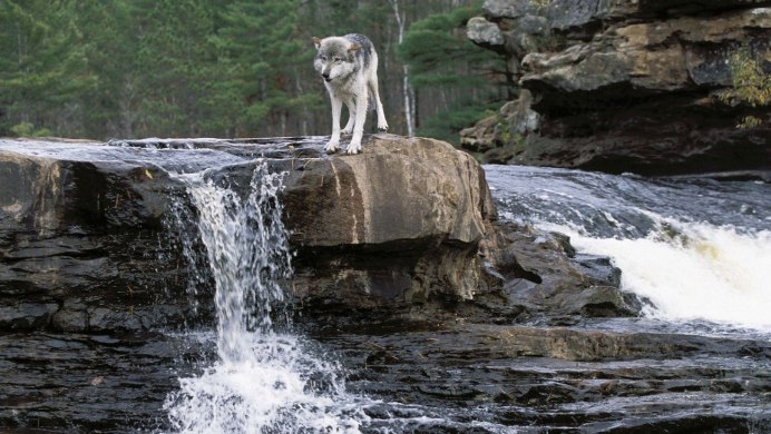 Водопад и животные