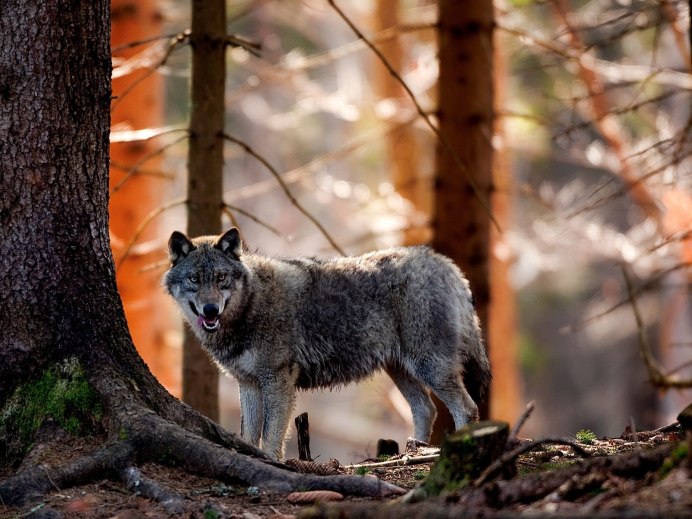 Серый волк canis Lupus