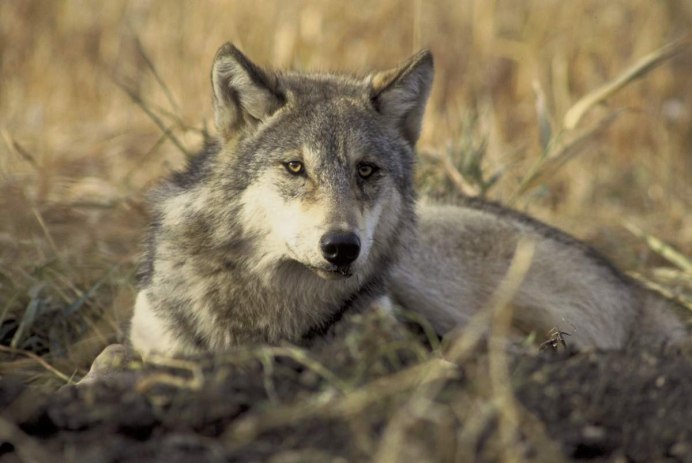 Canis Lupus Campestris
