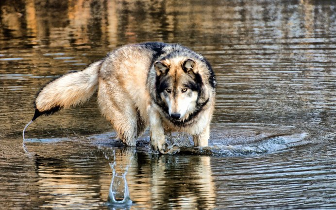 Волки около воды