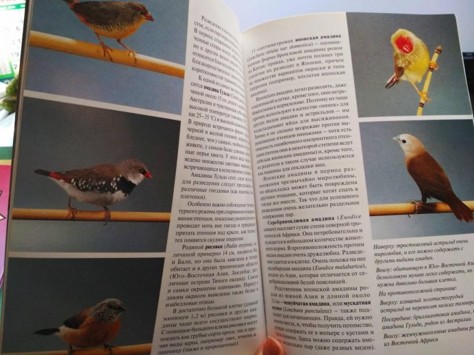 Птица амадина японская содержать