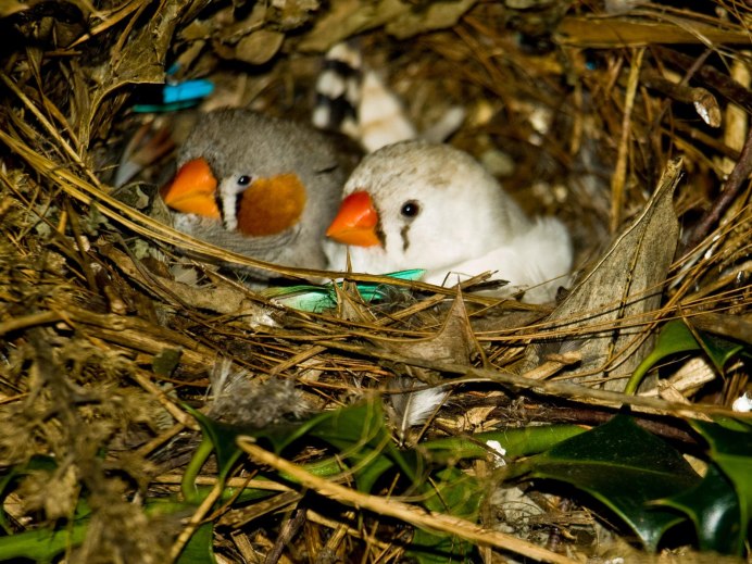 Gouldian Finch птенец