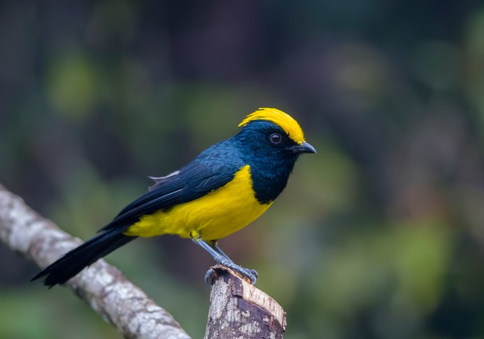 Yellow Warbler птица