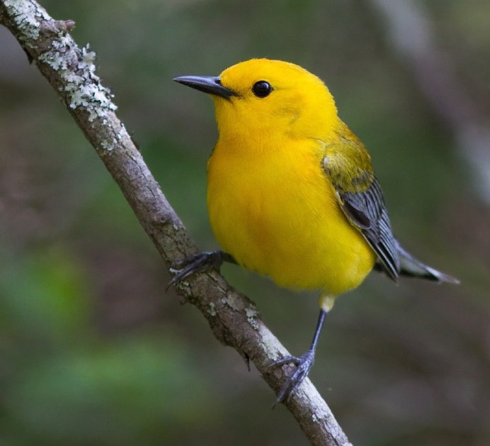Prothonotary Warbler