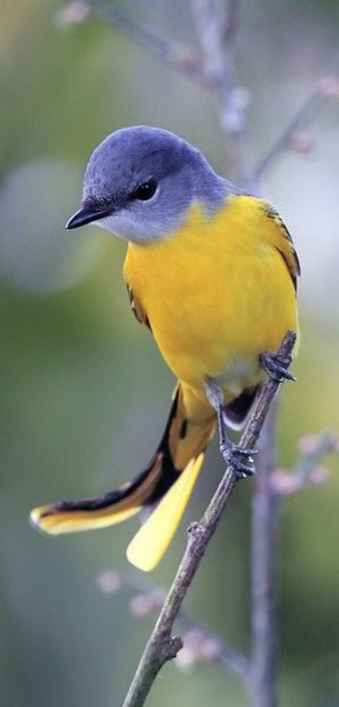 American Goldfinch птица