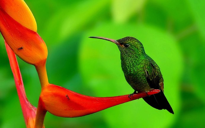 Paradisaea Rudolphi