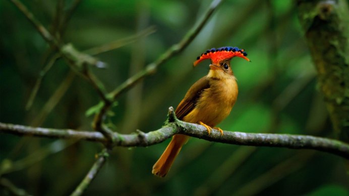 Paradisaea Guilielmi