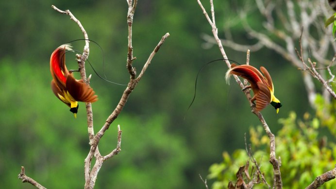 Paradisaea Rudolphi