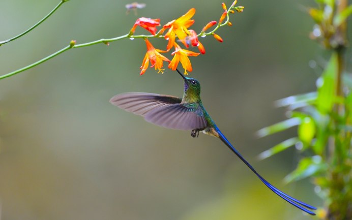Paradisaea Rudolphi