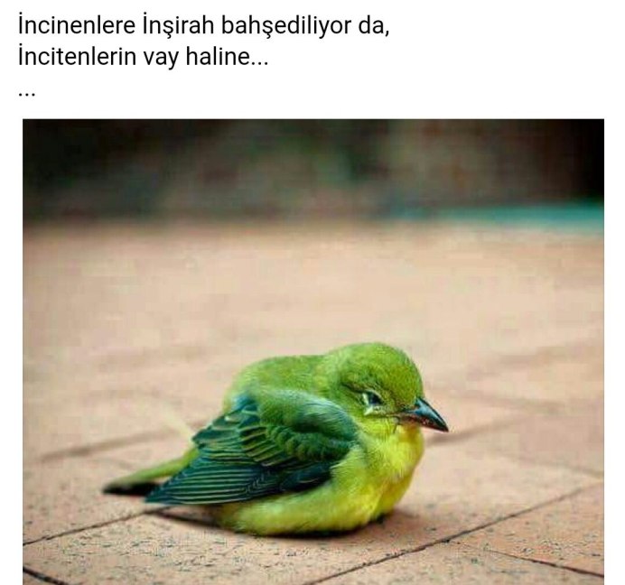 Плачущие птицы