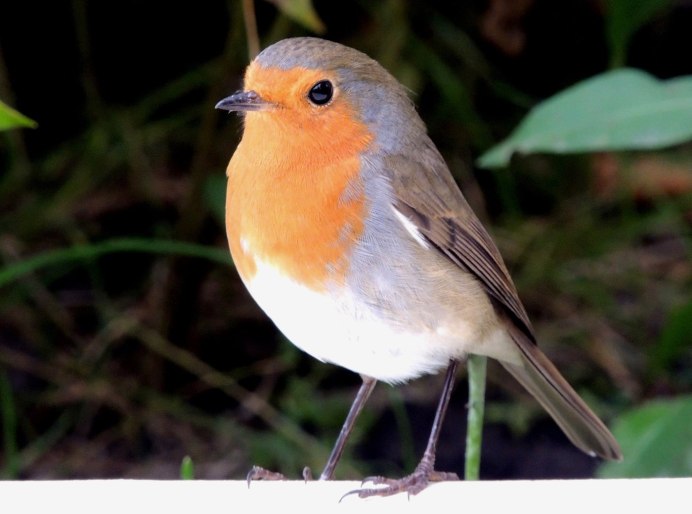 Дубровник (Emberiza aureola)