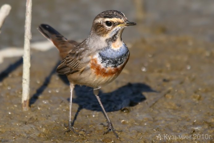Yellow-Rumped Warbler птица Yellow Rumped