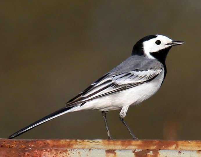 Птица Yellow Rumped Warbler