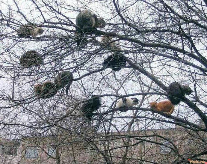 Птица усатая синица