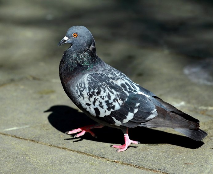 Обычные голуби