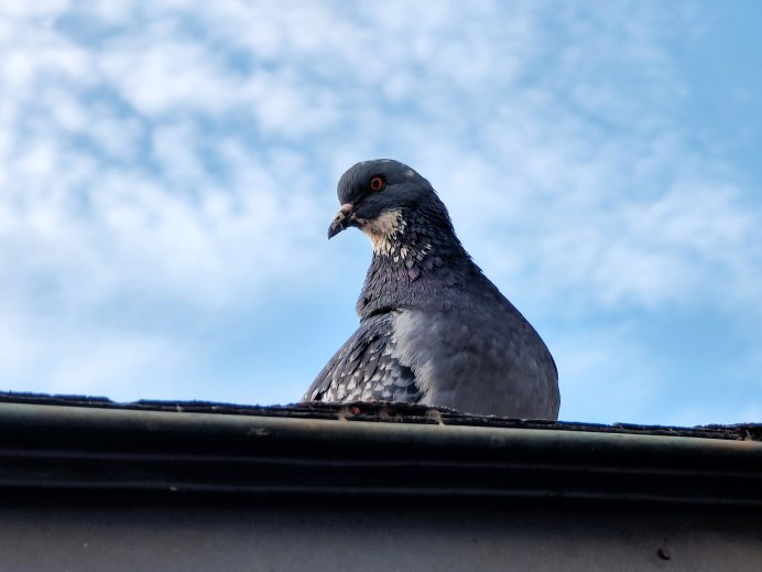 Дикий голубь сизарь