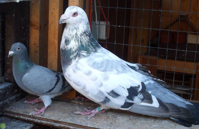 Птица Горлица серая