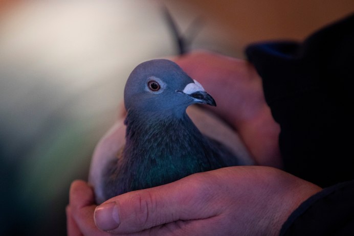 Гибрид Горлица сизый голубь