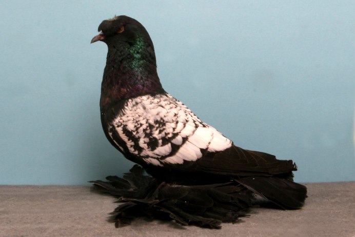 Голуби Гриши Янгурского